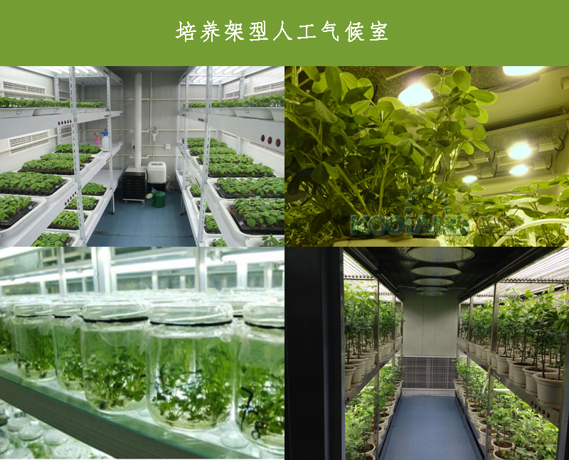 培養(yǎng)架型人工氣候室實(shí)景