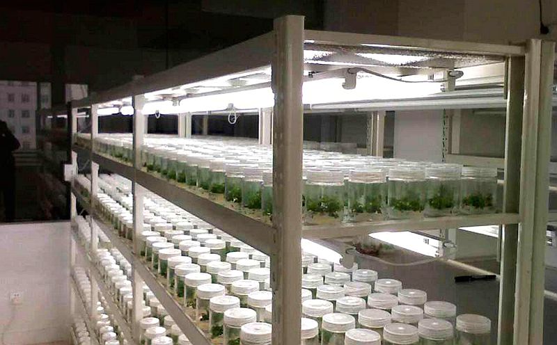 三層光照培養(yǎng)架