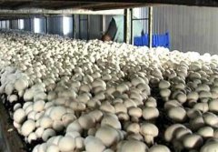 食用菌菇房建造注意事項(xiàng)有哪些