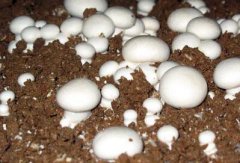 食用菌菇房對(duì)水分濕度的要求