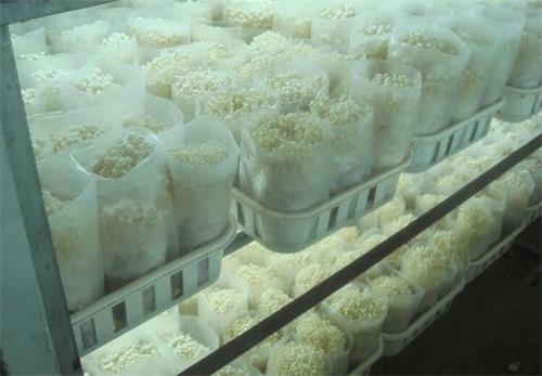 食用菌冷庫(kù)工程